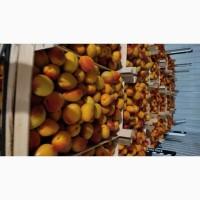 Продам молдавский абрикос отличного качества