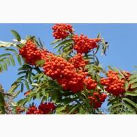 Куплю рябіну. Куплю горобину