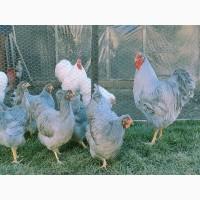 Віандот біле золото, лавандовий, білий.Кури, курчата, яйце інкубаційне