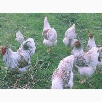 Віандот біле золото, лавандовий, білий.Кури, курчата, яйце інкубаційне