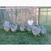 Віандот біле золото, лавандовий, білий.Кури, курчата, яйце інкубаційне