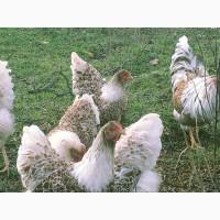 Віандот біле золото, лавандовий, білий.Кури, курчата, яйце інкубаційне