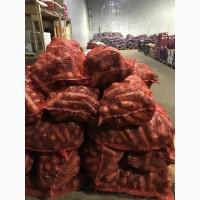 Продам морковь Каскад