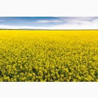 Продам ріпак 600 тонн, Черкаська обл