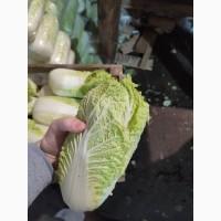 Продам пекінську капусту