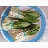 Продам черемшу