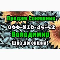 Продам соняшник у будь якій кількості
