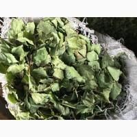 Продам листя берези