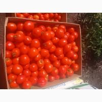 Продам помидор