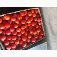 Продам помидор