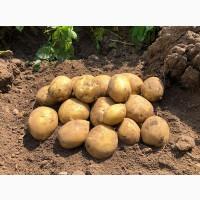 Куплю картоплю бюджет у великих об‘ємах з ПДВ