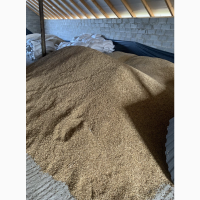 Продам овес, сорт Парламентський, 1ша репродукція