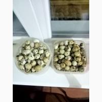 Свіжі домашні перепелині яйця