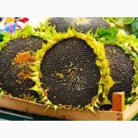 Агрозакупка семочки Соняшника 1Ф по всій Україні