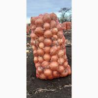 Лук без платно самовывоз