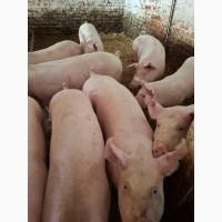 Продам молодих свиноматок