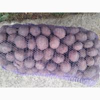 Картошка Домашня