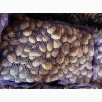 Продам насіннєву картоплю друга репродукція