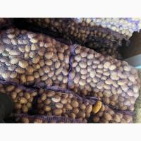 Продам насіннєву картоплю друга репродукція