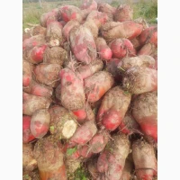 Продам кормовий буряк 60 т