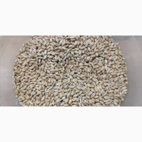 Продамо пшеницю 4 класу очищену