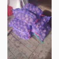 Продам солодкий буряк