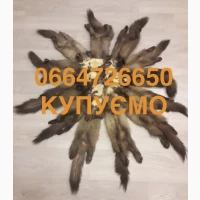 Купуємо шкіри бобра сухі та куниці