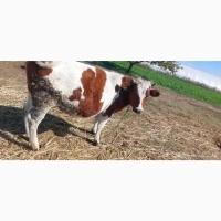 Продам стадо молодых коров