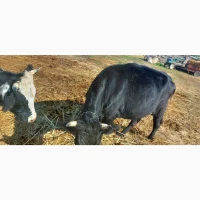 Продам стадо молодых коров