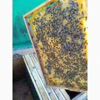 Продам бджолопакети 4рр. Рамка дадан, матки 2025 р. Оброблені від кліща