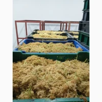 Продамо заморожений цвіт бузини