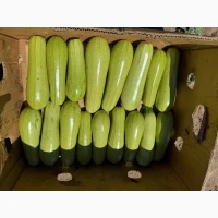 Продам Кабачок
