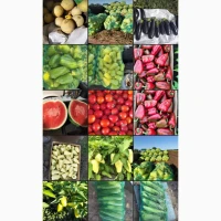 Продам овочі від виробника картопля, кавун, диня, перець, помідор, кукурудза, баклажан