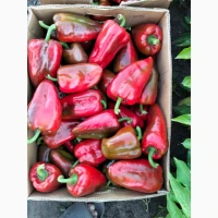 Продам овочі від виробника картопля, кавун, диня, перець, помідор, кукурудза, баклажан