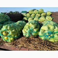 Продам овочі від виробника картопля, кавун, диня, перець, помідор, кукурудза, баклажан