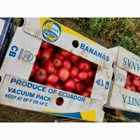 Продам помідори сорт Діно, Рекордсмен, номерна сливка