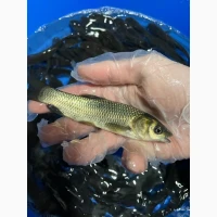 Продам зарибок коропа, линя, амура, товстолоба, золотого карася та інших риб