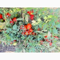 Продам помідор томат