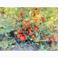 Продам помідор томат