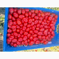 Продам помідор томат