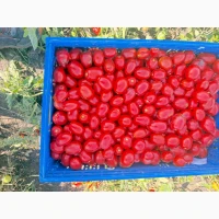 Продам помідор томат