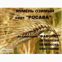 Озимый ячмень Росава
