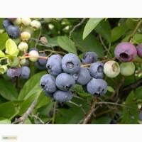 Саженцы черники (голубика), Житомирская обл.