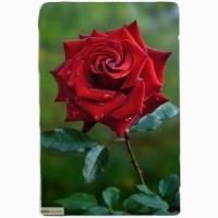 Продаем саженцы роз