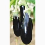 Продам товарный баклажан сорт Анатоль