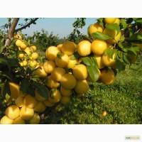 Куплю алычу ЖОВТУ