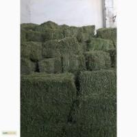 Продам сено люцерны в тюках