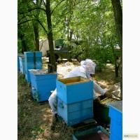 Продаю пчелосемьи, пчеломатки карпатской породы