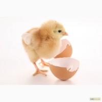 Продаж курчат бройлера. Комбікорм. Ветеринарні препарати