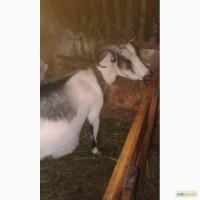 Продам 2 козочки